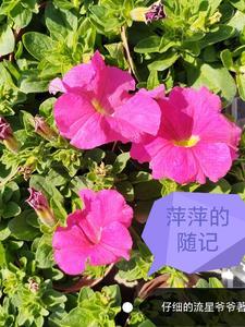 重生明朝朱元璋女婿